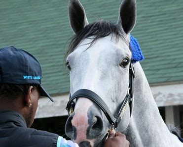 white abbario|Horse Profile for White Abarrio .